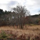 Les Landes, la lande.... en hiver !