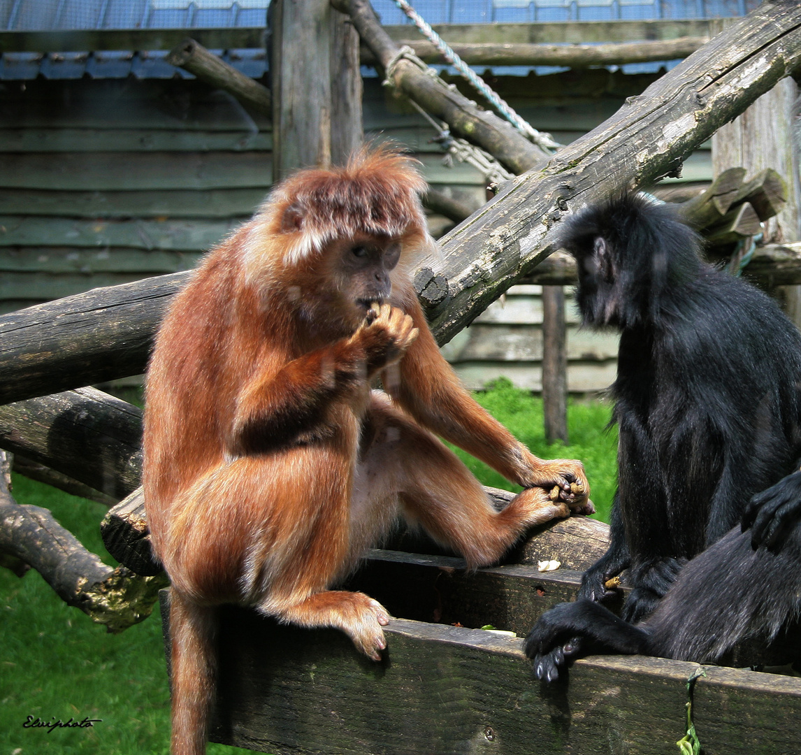 les langurs de Java 