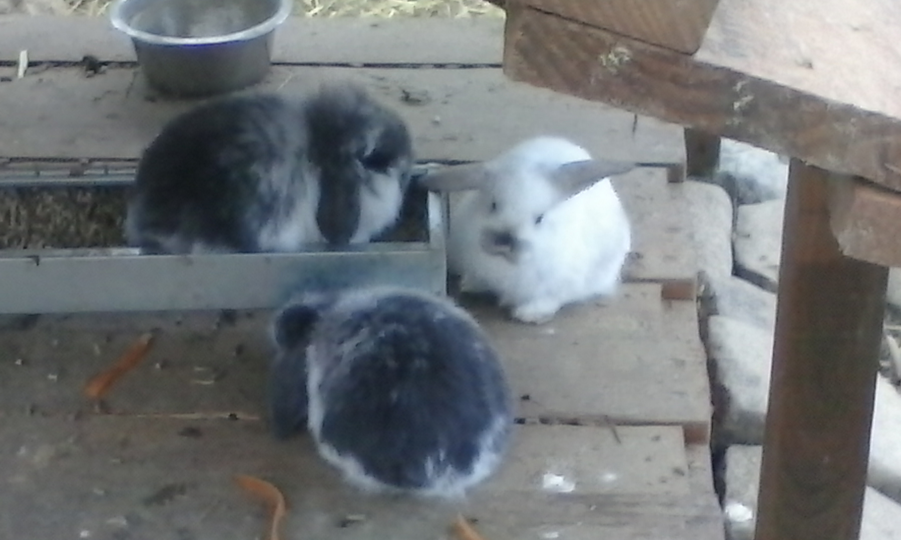 Les lapins...