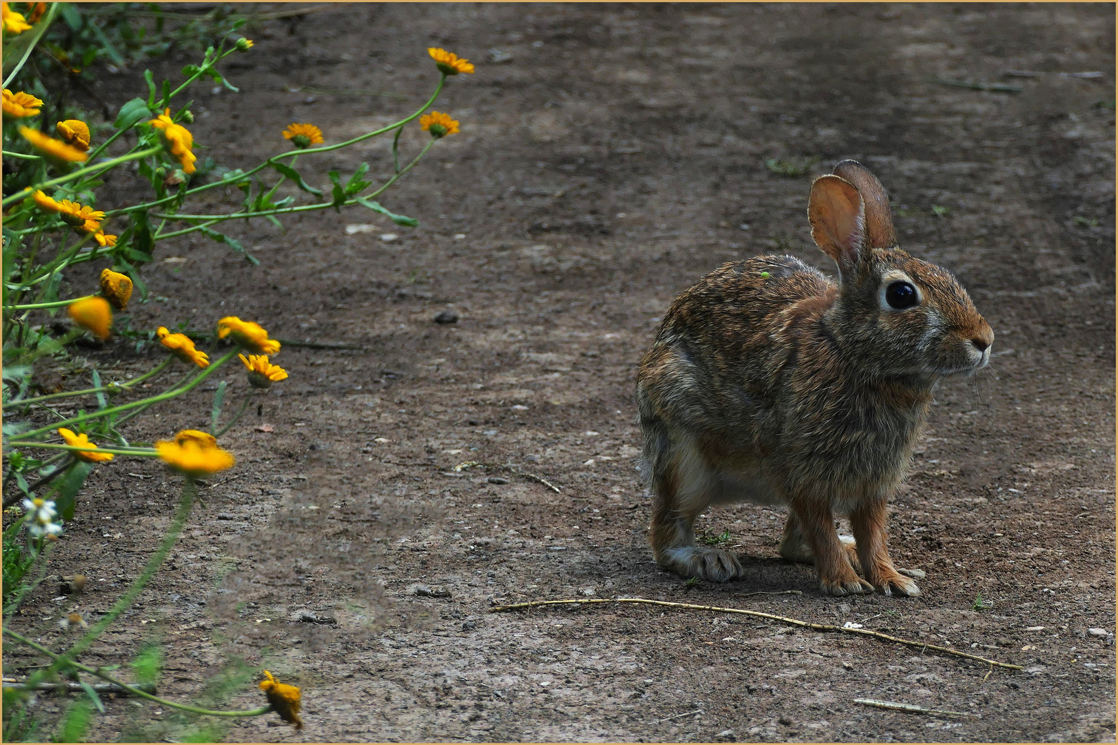 les lapins/ lièvres du marais ....