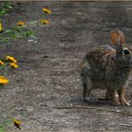 les lapins/ lièvres du marais ....