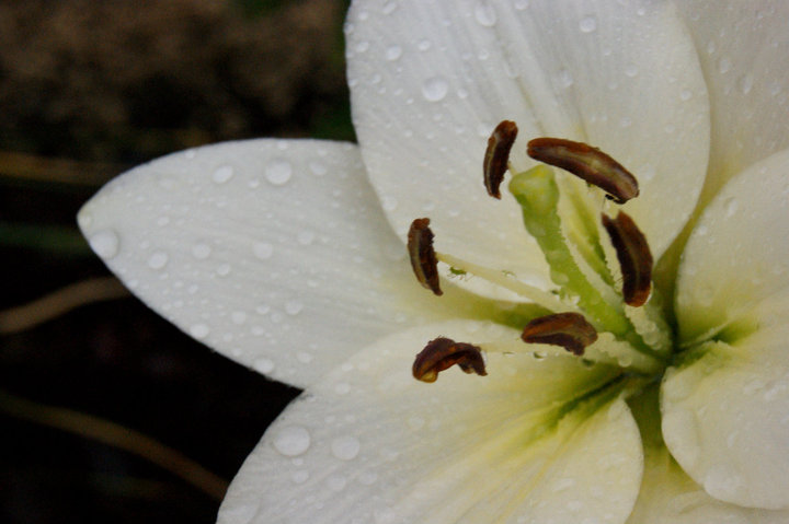 Les larmes du Ciel & les joies du Jardin