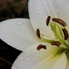 Les larmes du Ciel & les joies du Jardin