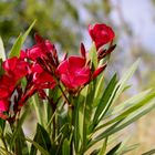 Les lauriers roses (rouges) ....