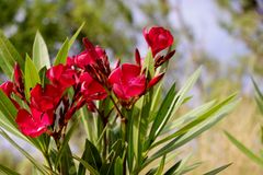 Les lauriers roses (rouges) ....