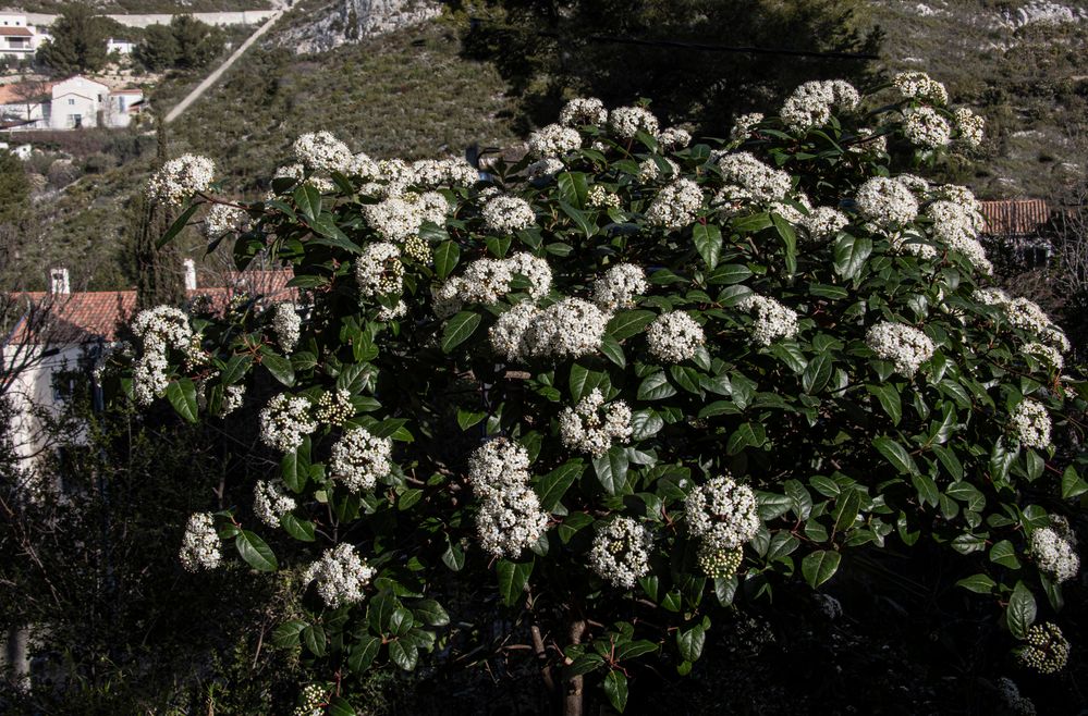 Les lauriers tins  en fleurs 