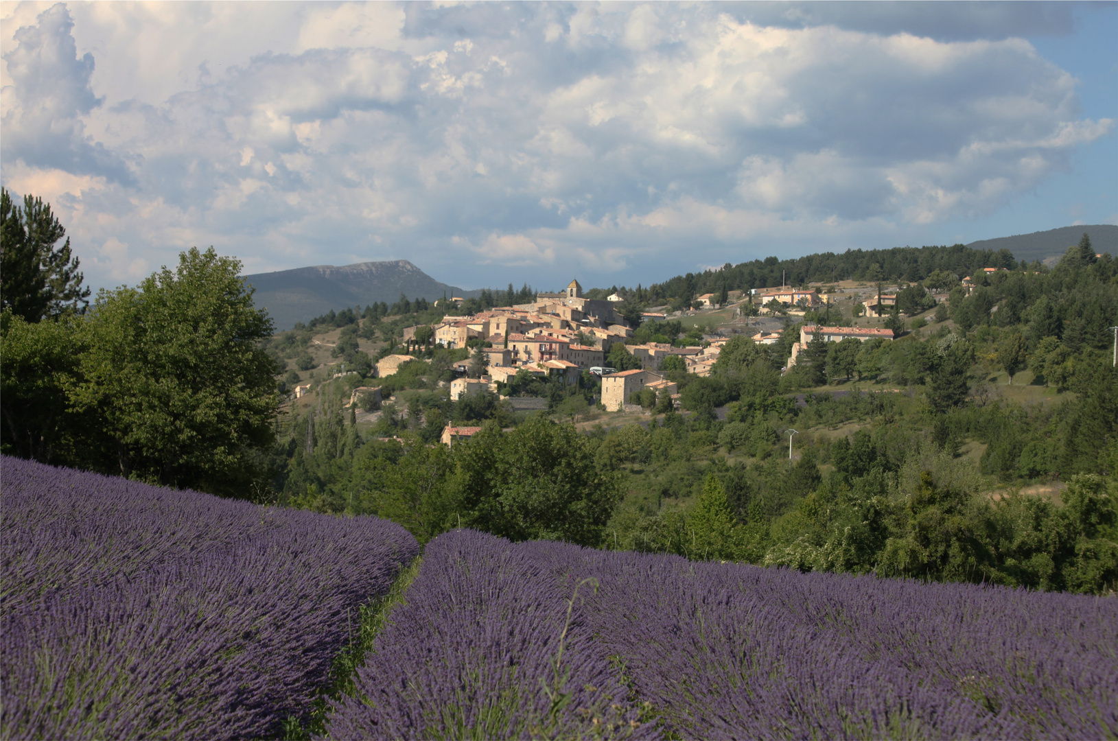 LES LAVANDES D'AUREL