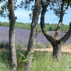 Les Lavandes de Provence