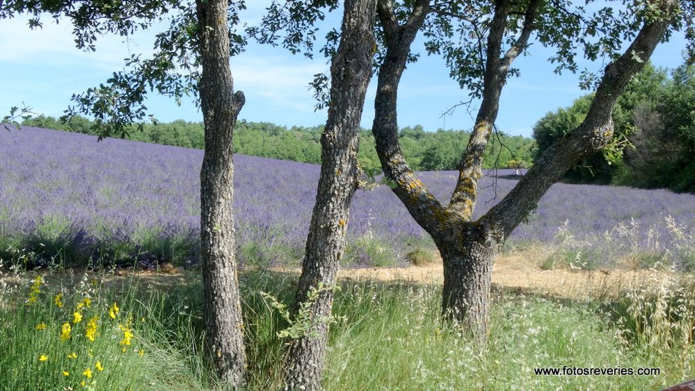 Les Lavandes de Provence