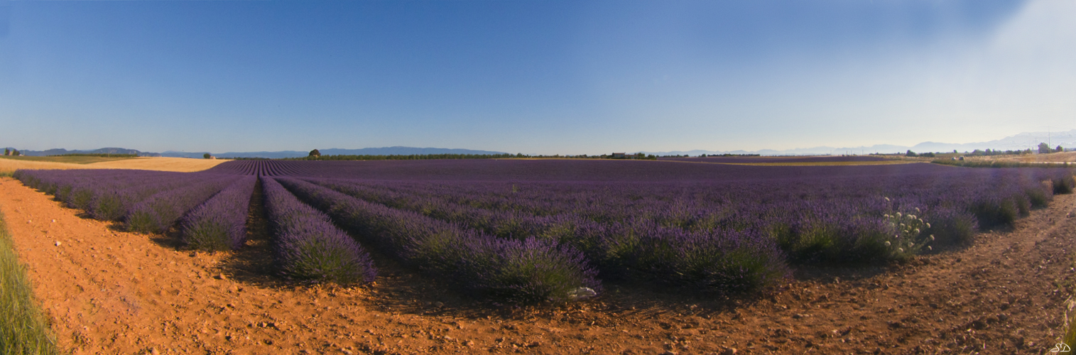 Les lavandes de Valensole.