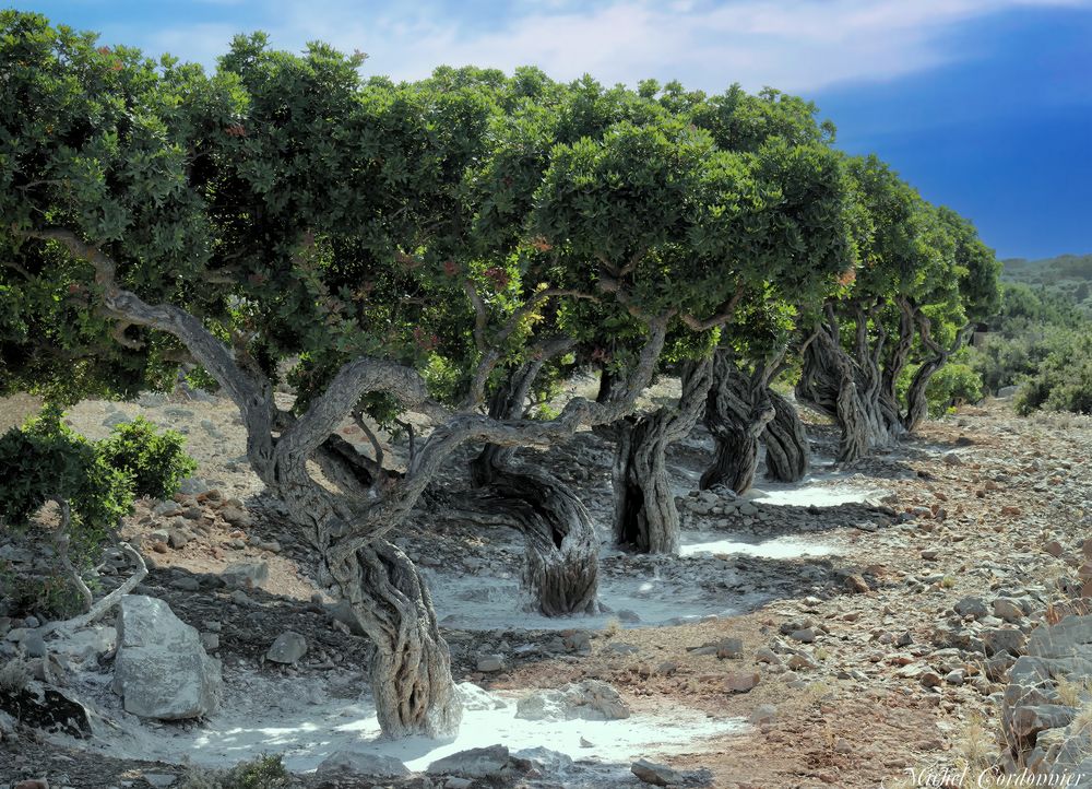 Les lentisques pistachiers de l'île de Chios