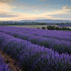 Les lignes bleues