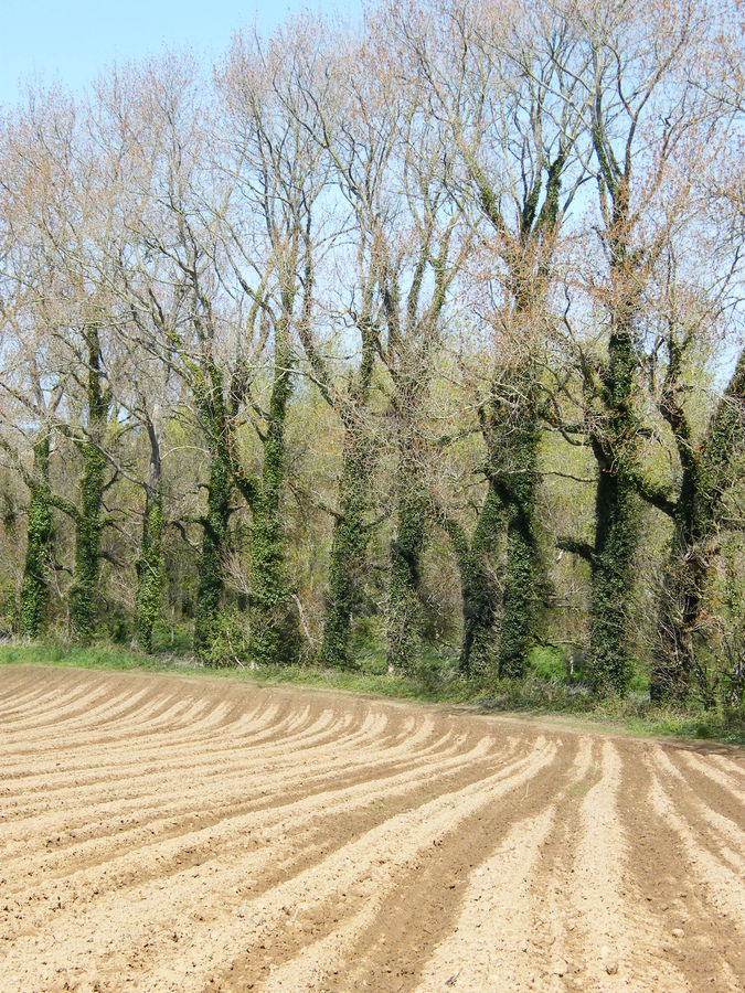 Les lignes de la nature