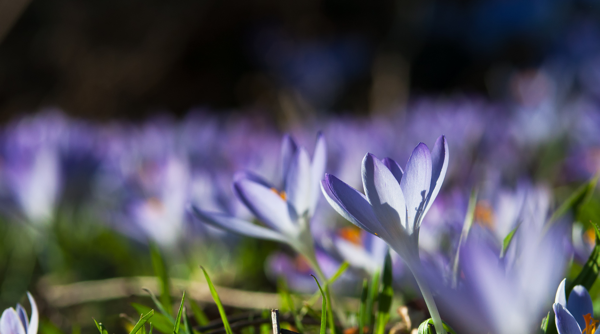 les lilas au Printemps