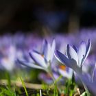 les lilas au Printemps