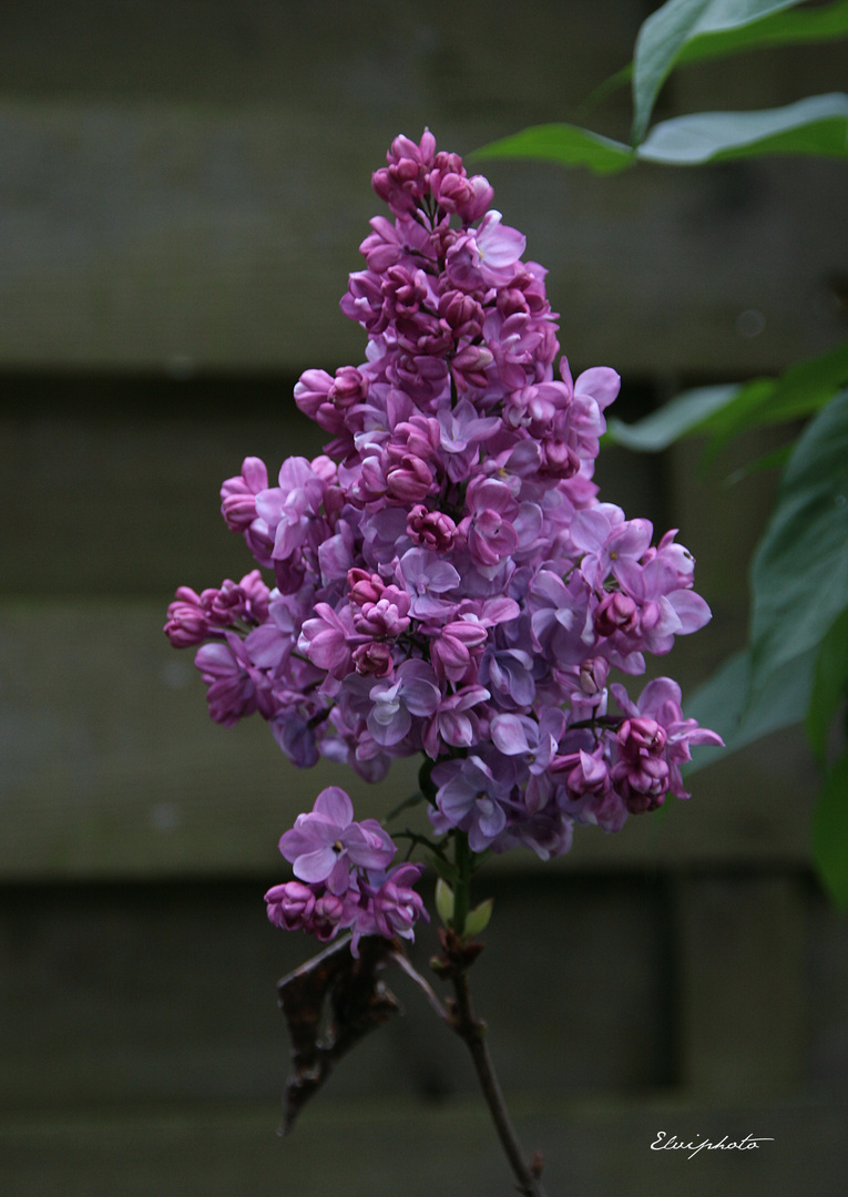 Les lilas sont fleuris