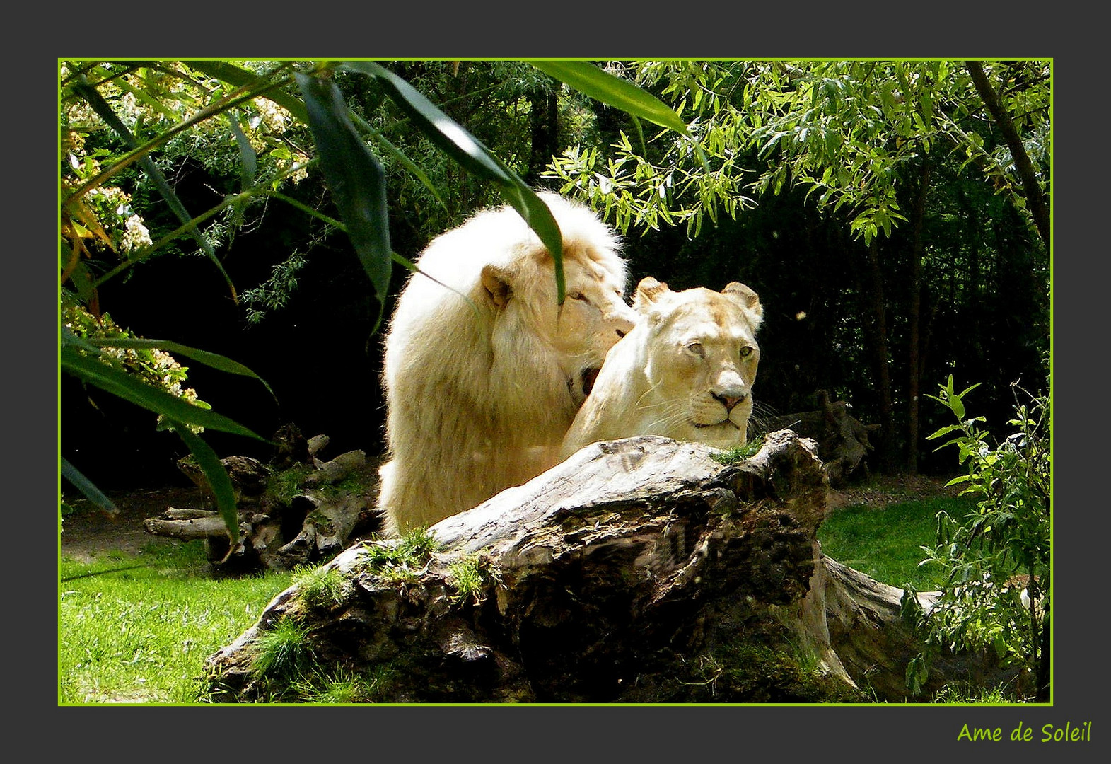 Les lions blancs...