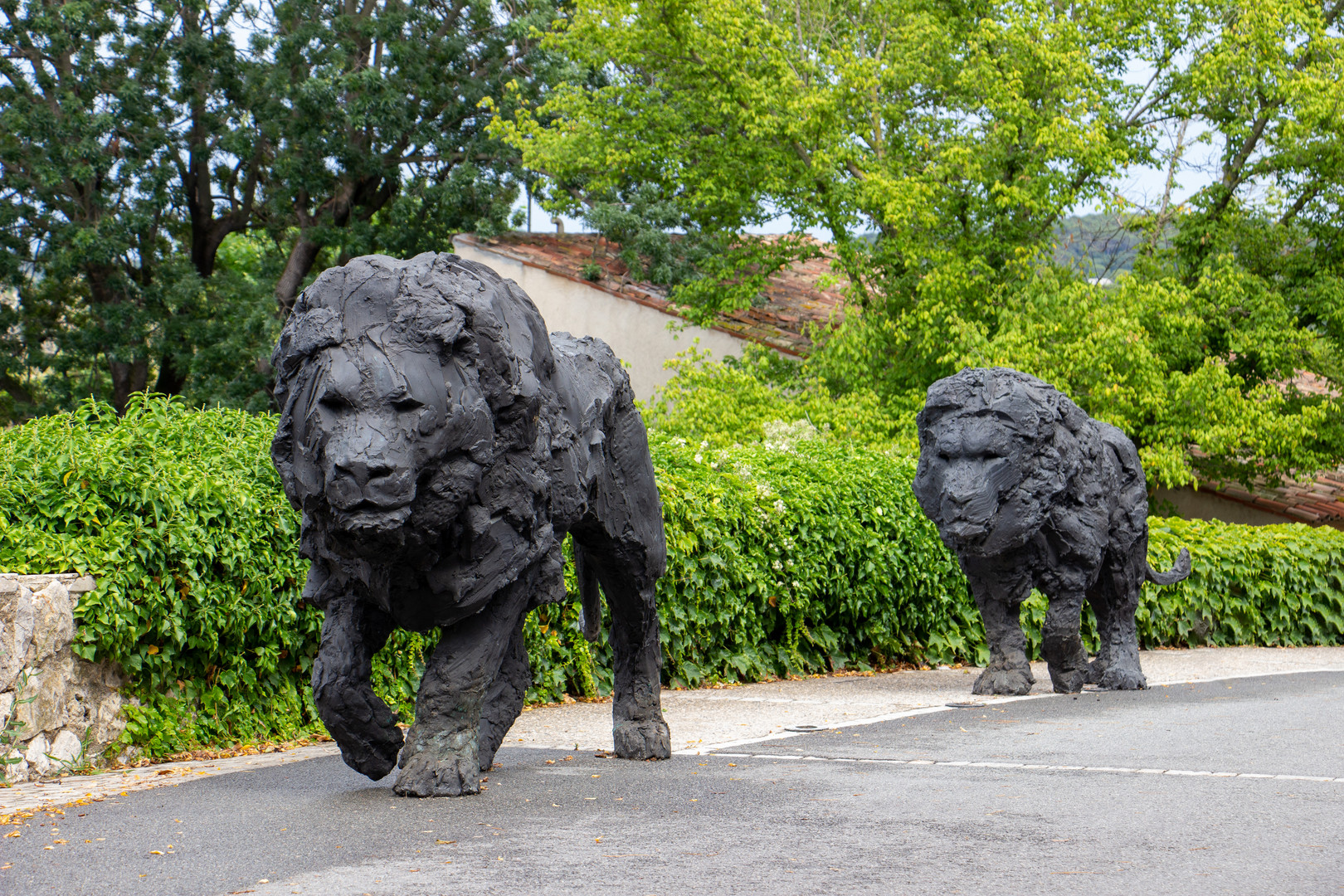 Les lions sont dans la ville