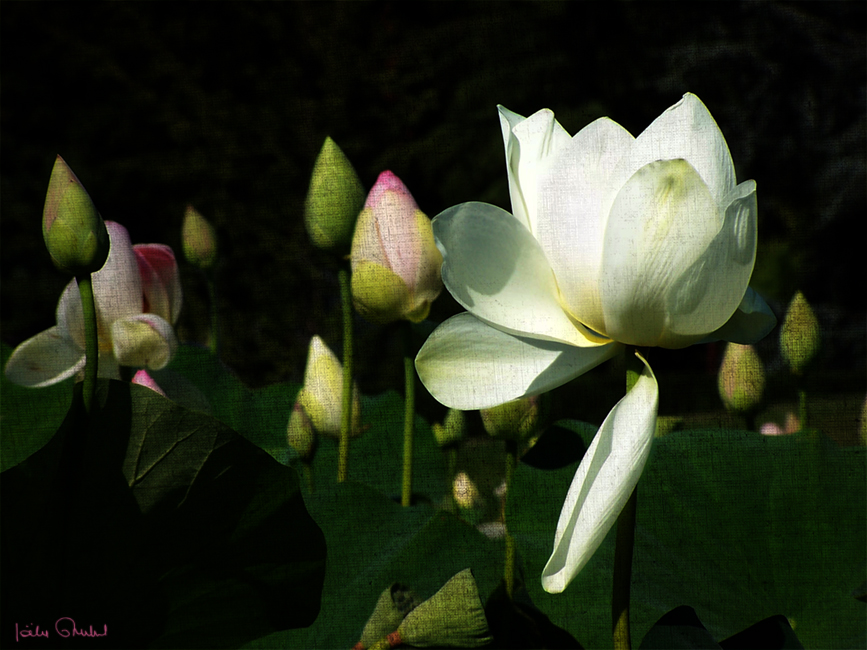 Les lotus du parc floral