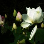 Les lotus du parc floral