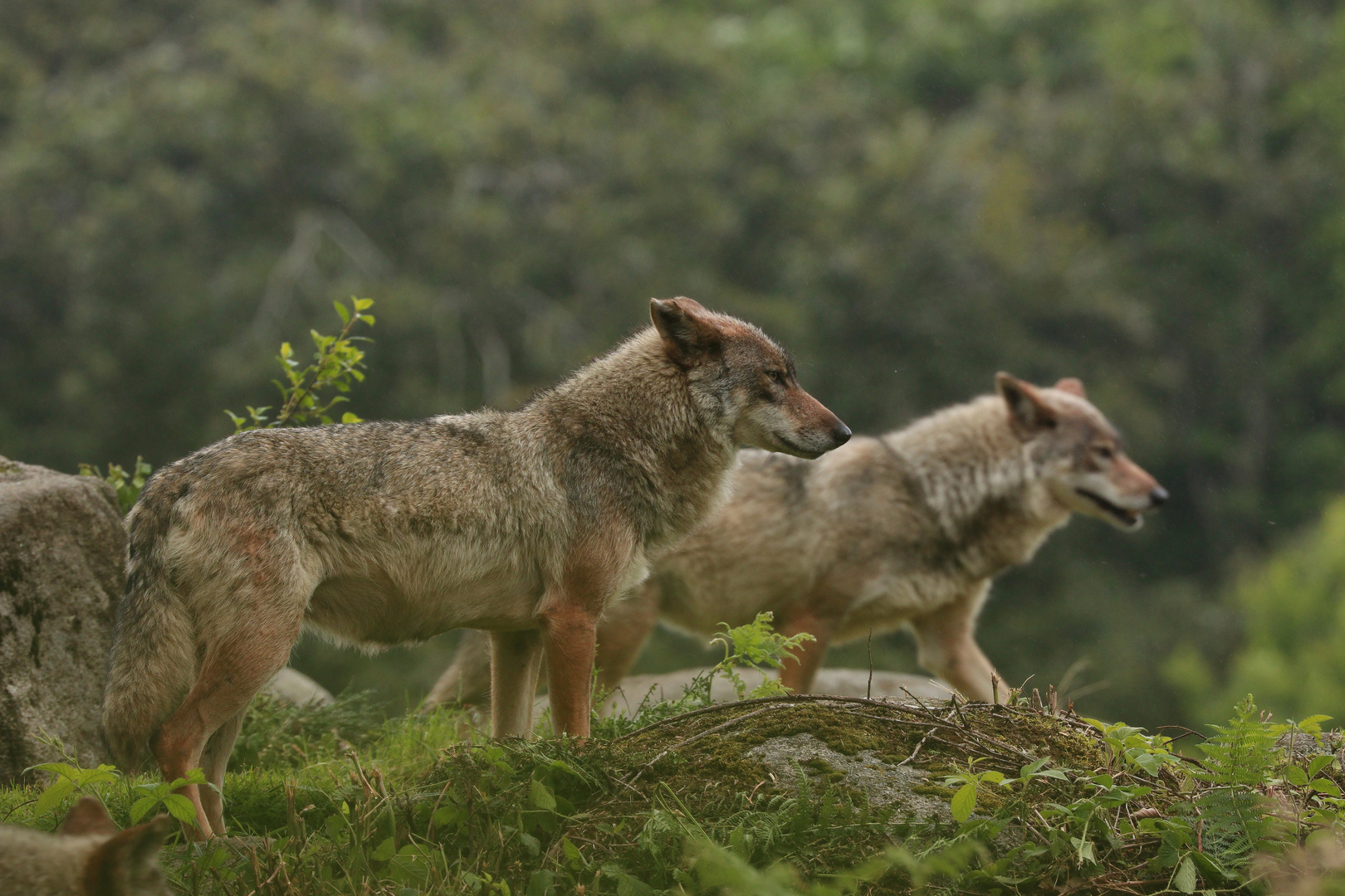 Les Loups