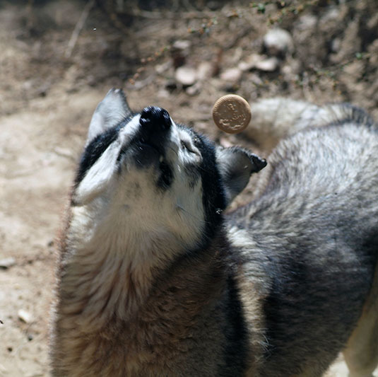 les loups aiment aussi les biscuits...