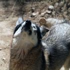 les loups aiment aussi les biscuits...