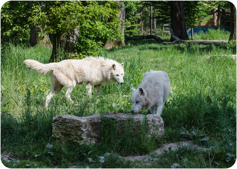 les loups au parc de Sainte croix