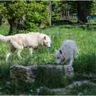 les loups au parc de Sainte croix