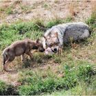 Les loups au parc du guévaudan en Lozére