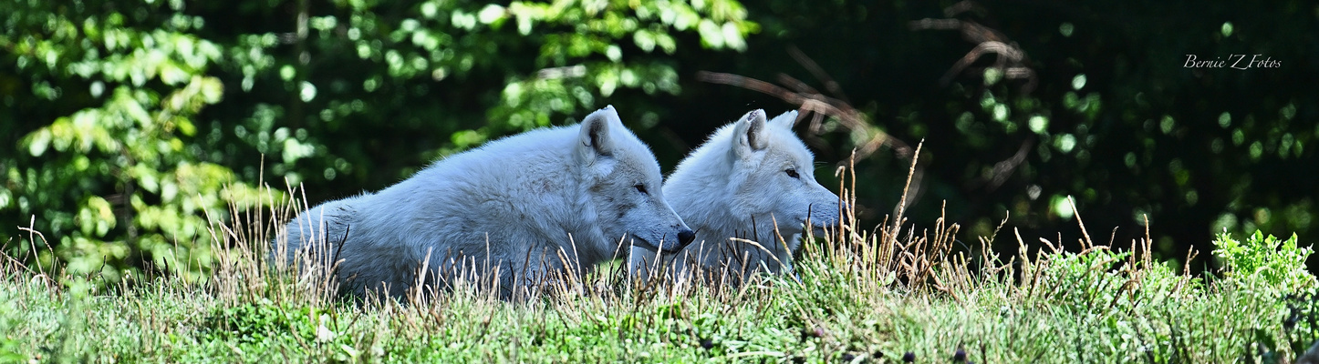 Les loups blancs