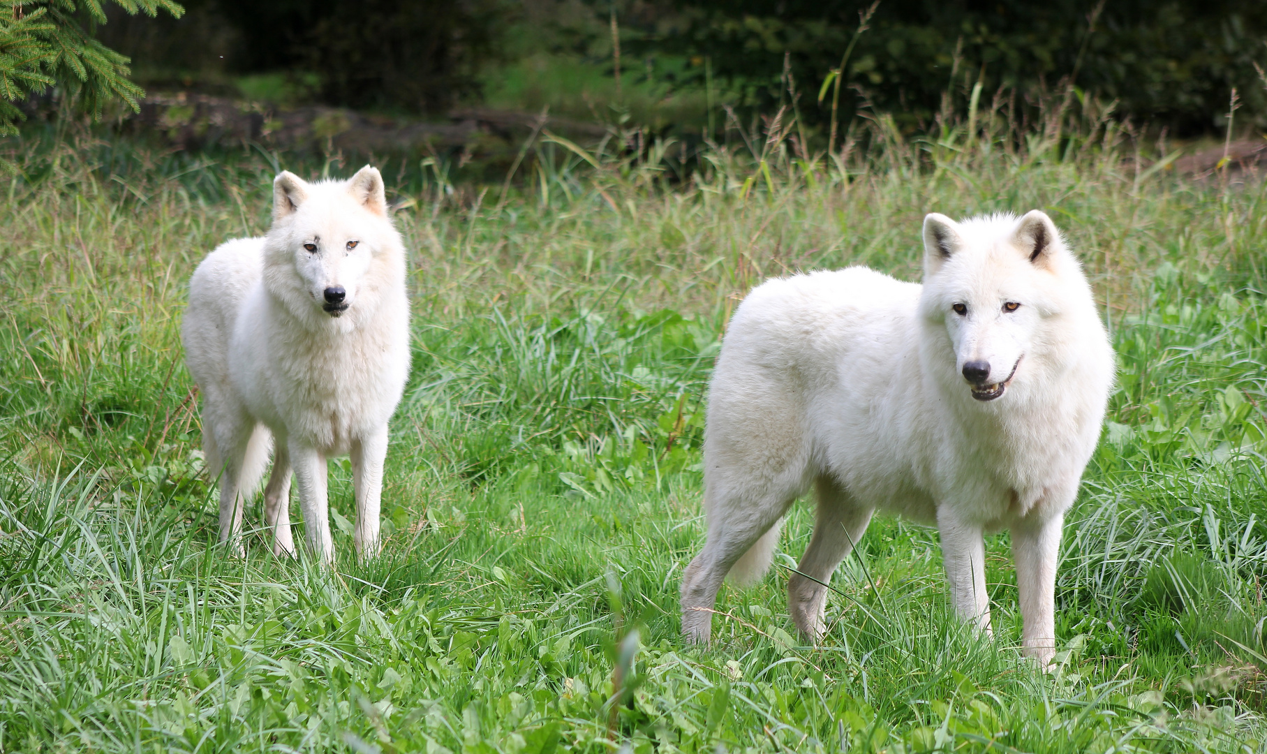 Les loups blancs