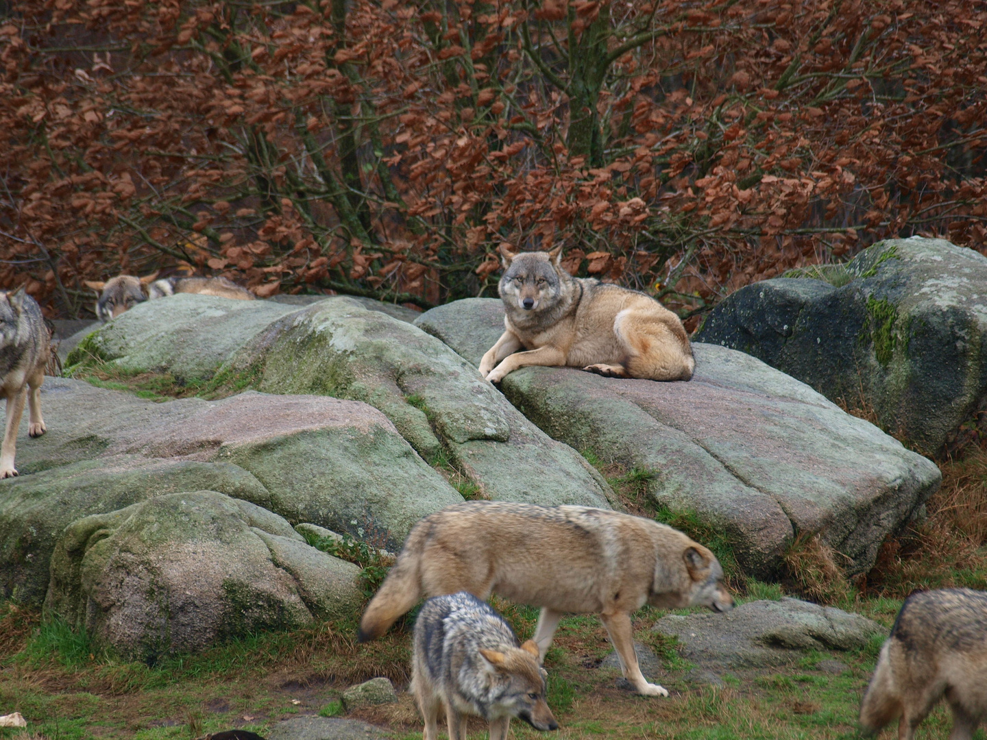 LES LOUPS DE CHABRIERES