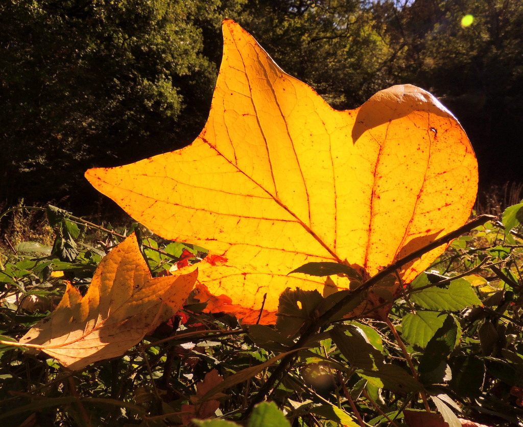 Les lumières de l'automne.