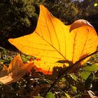 Les lumières de l'automne.