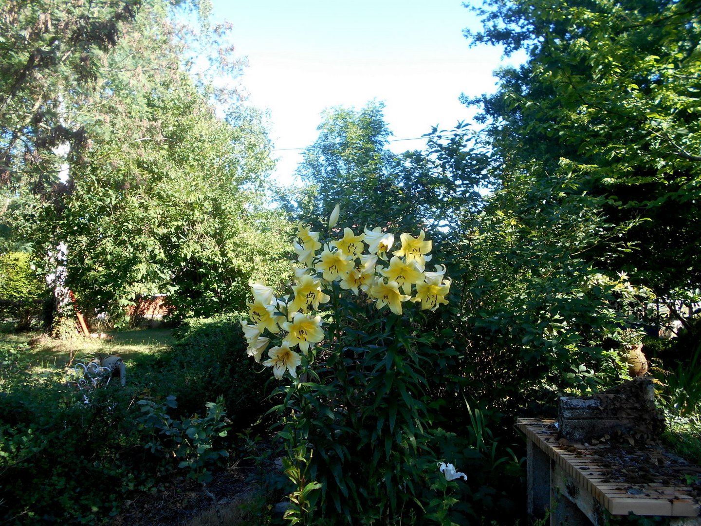 Les lys asiatiques jaunes fleurissent actuellement au jardin.