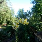 Les lys asiatiques jaunes fleurissent actuellement au jardin.