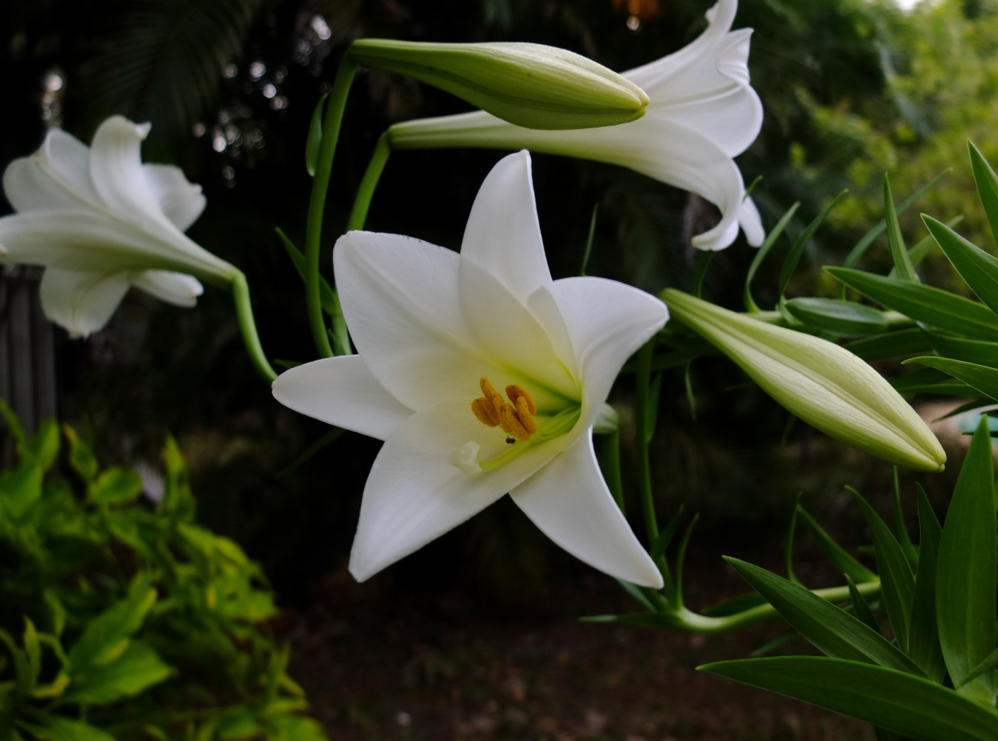 Les lys fleurissent