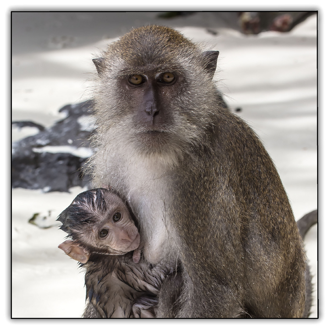 les macaques sur la plage (thailande)