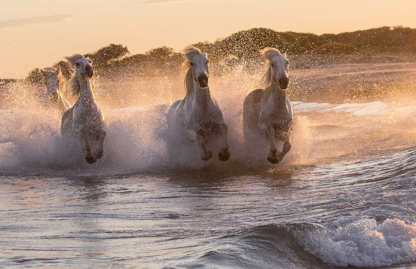 Les magnifiques chevaux de Camargue