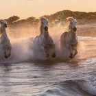 Les magnifiques chevaux de Camargue