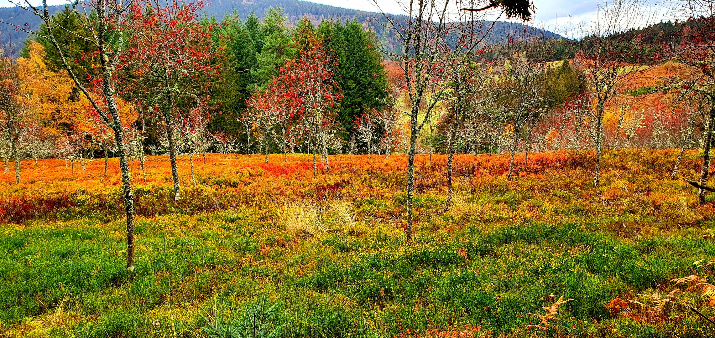 Les magnifiques couleurs de l'automne