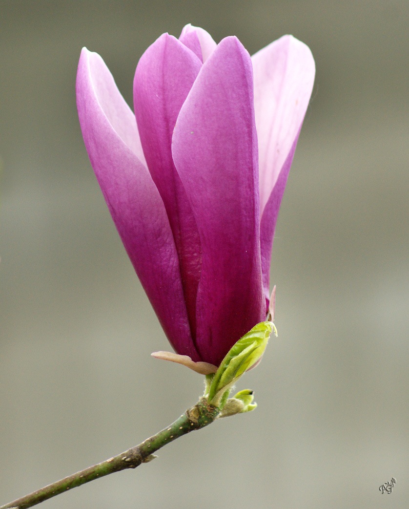 Les magnolias ....