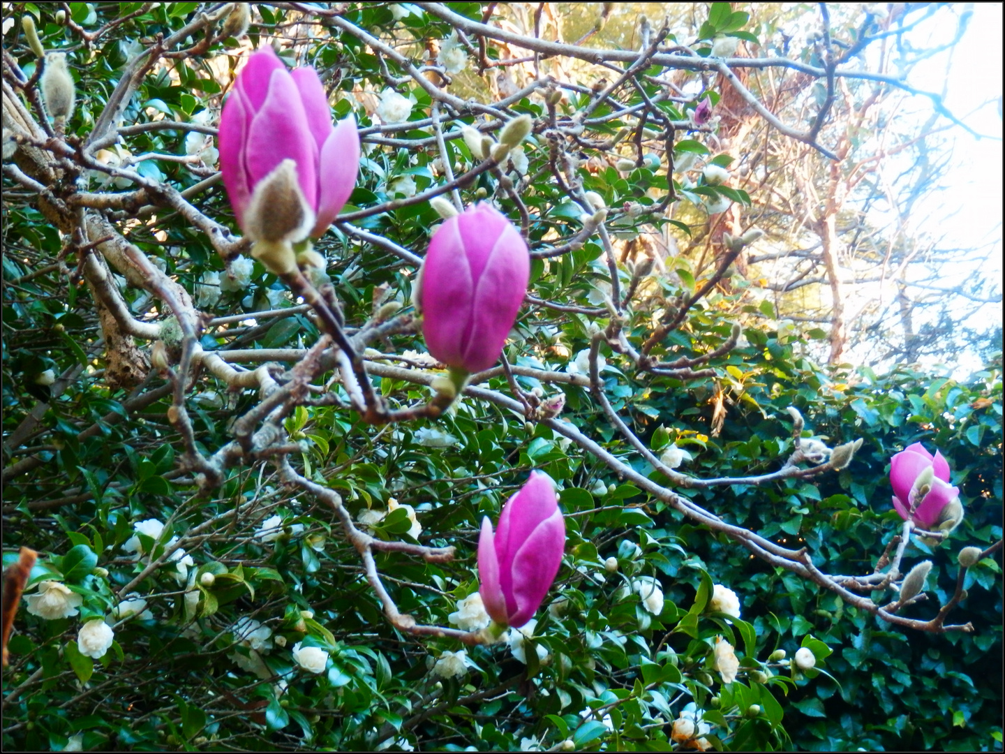 Les magnolias