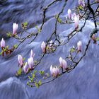 les magnolias chahutés par l'Aven