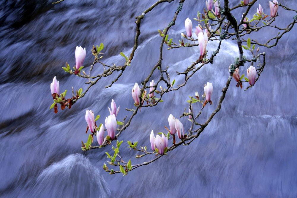 les magnolias chahutés par l'Aven