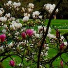 Les Magnolias for-ever