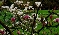 Les Magnolias for-ever