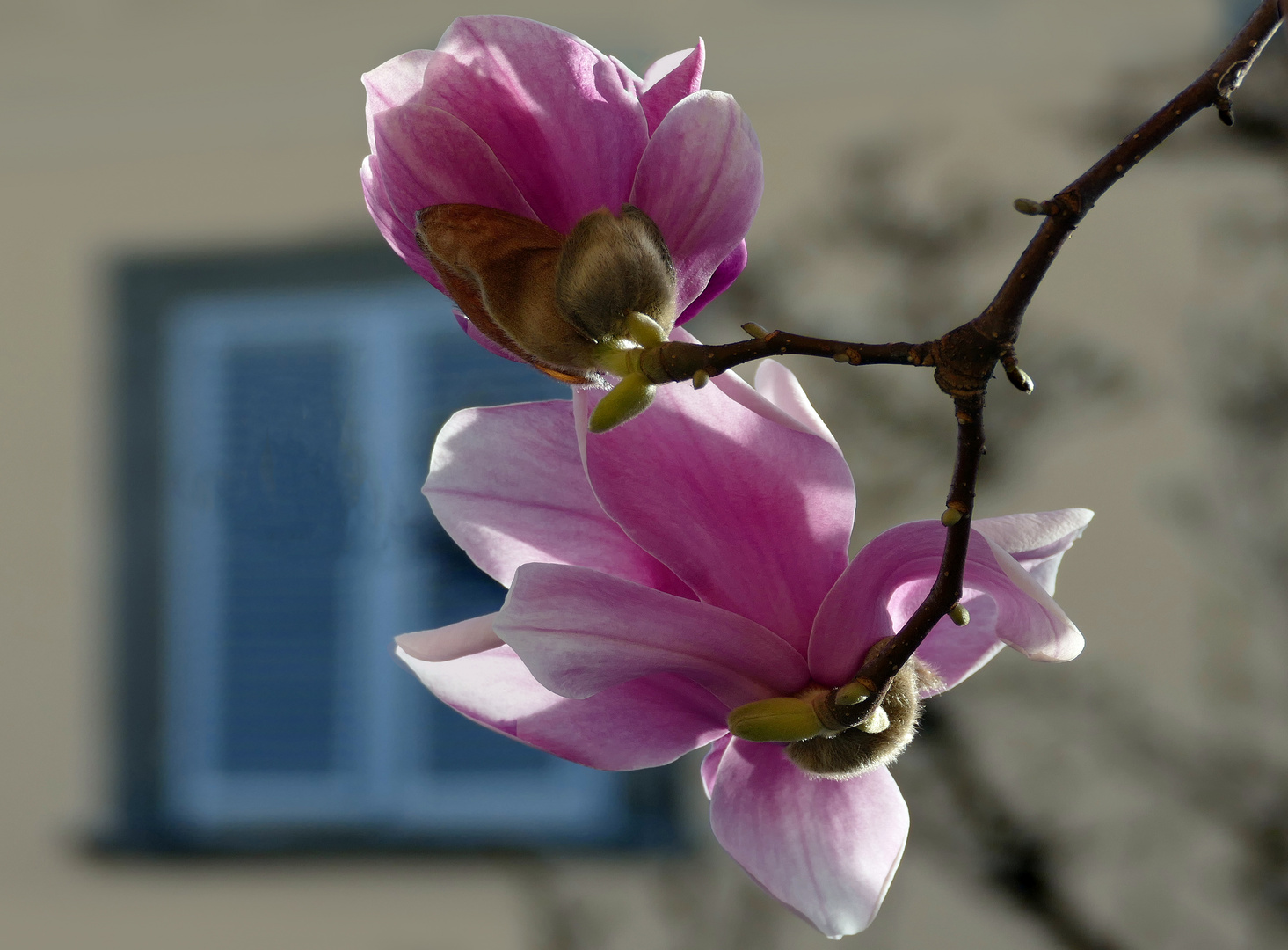  les magnolias sont  en fleurs ,,,depuis une semaine...