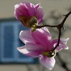  les magnolias sont  en fleurs ,,,depuis une semaine...